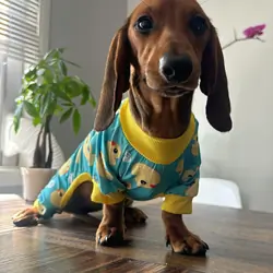 3 female Dachshund 7 months old