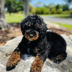 Mini poodles