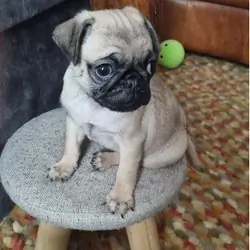 Family Raised Fawn Female and Black Male Pugs