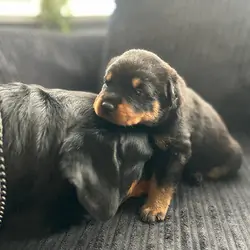 Marvelous Rottweiler for adoption
