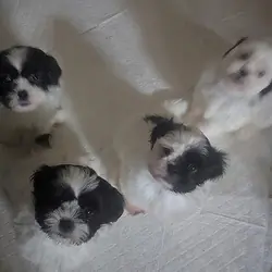 Very Playful Shih Tzu Puppies for Sale