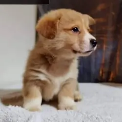Pembroke Welsh Corgi Puppies