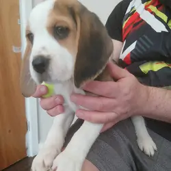 Tri Coloured Beagles Puppies Ready Now