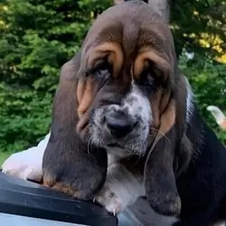 Basset Hound Puppies For Sale