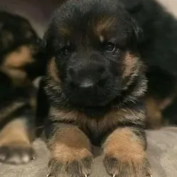 Quality German Shepherd puppies