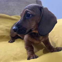 Well Trained Miniature Dachshund Puppies Available