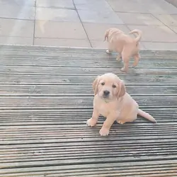 Registered Golden Retriever Puppies