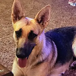 German Shepherd