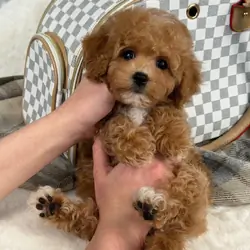 Adorable Maltipoo Puppy Ready for New Home