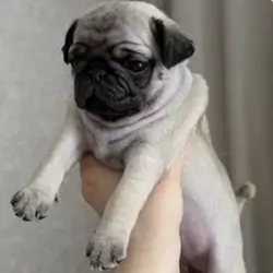 Puppie