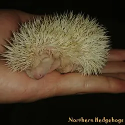 Hedgehog Babies with Pedigree from Ethical Breeder