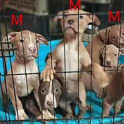 1 Male 1 Female