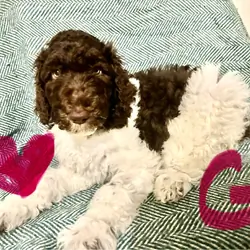 Parti chocolate Goldendoodle