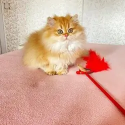 Purebred Longhair Kittens for Sale – Healthy, Vacc