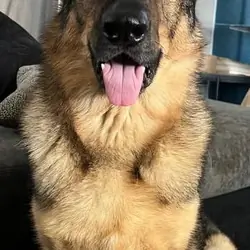 Male German Shepherd