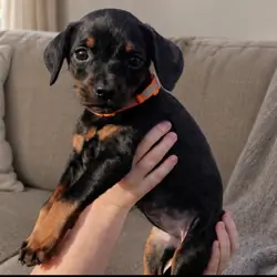 Doberman Puppies