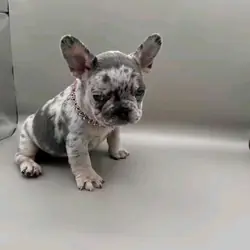 French bulldog and Frenchie