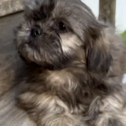 Shih-tzu Puppies