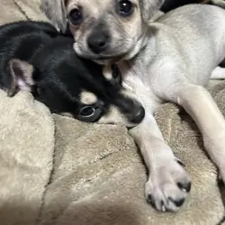 Miniature pincher/chihuahau pups