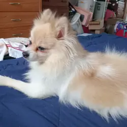 Pomeranian