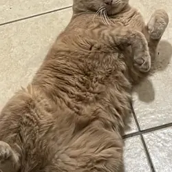 Cat for rehoming