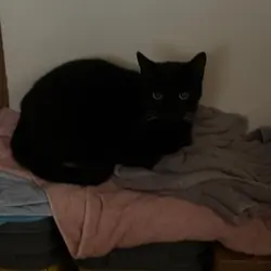 Black Cat for rehoming
