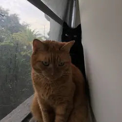 Orange tabby cat for rehoming