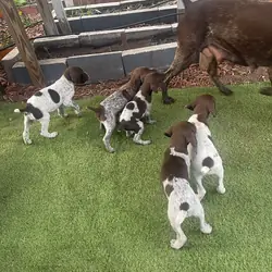 German shorthaired pointers