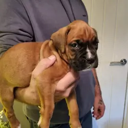 AKC Boxer Puppies
