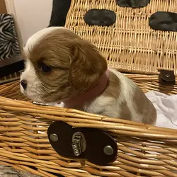 sweet, happy Cavalier King Charles Spaniel