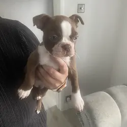 Boston terrier puppies