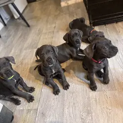 Awesome Cane Corso Puppies