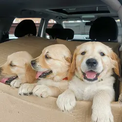 Attractive Golden Retriever Puppies