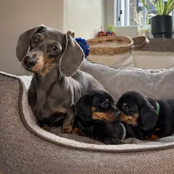 Miniature Dachshund Puppies