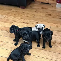 Pug Puppies