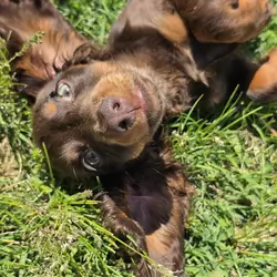 Chocolate and Tan Male Dachshund