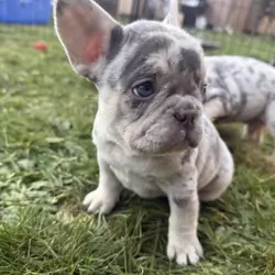 French bulldog Puppies