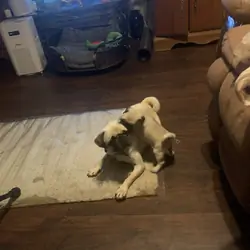 Pug Babies