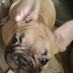 French bulldog pups $650