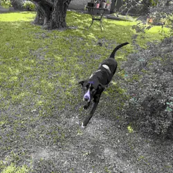 Young female Lab Mix