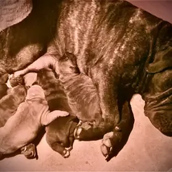 Puppies