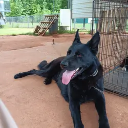 Black German Shepherd Puppies