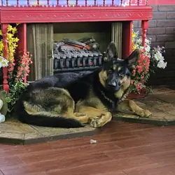 German Shepherd puppies AKC