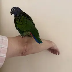 Blue Headed Female Pionus parrot