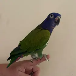 Blue headed Male Pionus parrot