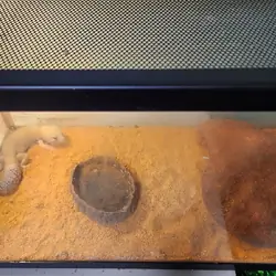 Fat Tail Gecko