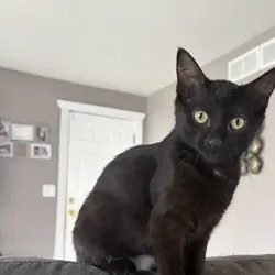 5 month black kitten