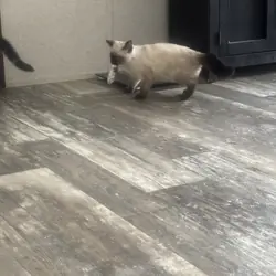 Male Siamese coon kitten