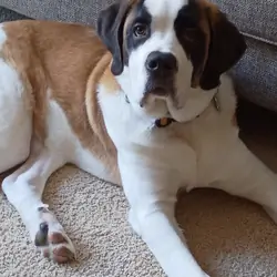 Purebred Saint Bernard