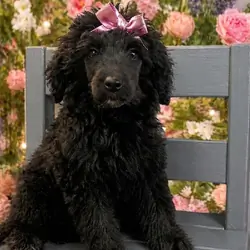 AKC standard poodle-9 week old
